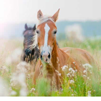 Horse Feed & SuppliesTwo horses in a pasture