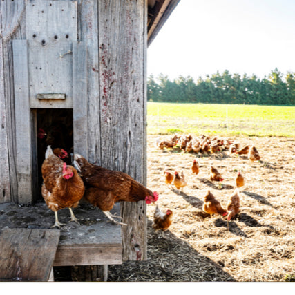 Chicken Feed & SuppliesChickens walking out of a coop
