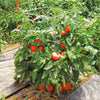 Cedar Ridge Tomato/Vegetable Supports