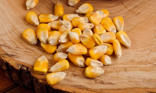 Corn kernel