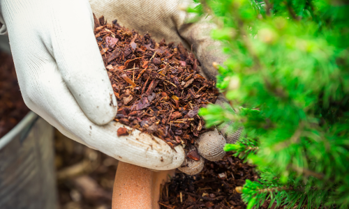 Two gloved hands with mulch in them