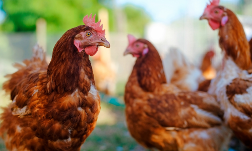 Chickens on a clear day