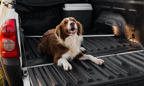 Dog laying on a truck bed