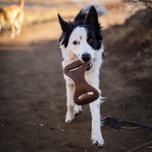 Benebone Peanut Butter Dental Chew