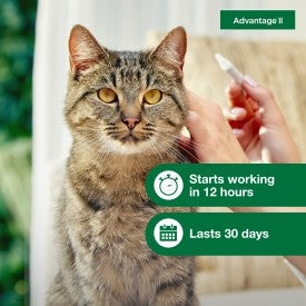 Advantage II Large Cat Flea Treatment & Prevention